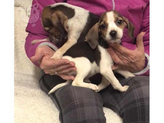 Gorgeous Kc εγγεγραμμένα Beagle Pups